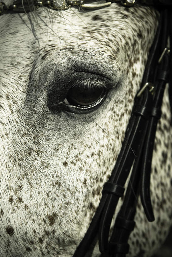 脸,头,眼睛,脸颊,眉毛,睫毛,无人,站,竖图,室外,白天,正面,马,野生动物,瞳孔,注视,一匹,动物,观察,看,站着,运输,眼部,牲畜,观看,察看,关注,头部,睫,脸部,脸蛋,眉,面部,眼,眼睫毛,眼眉,站立,半身,彩图,眼眉毛