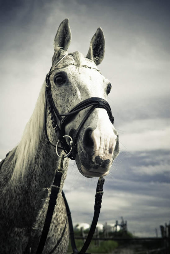 脸,头,脸颊,无人,站,竖图,室外,白天,仰视,马,野生动物,云,云朵,云彩,注视,一匹,蓝色,白云,蓝天,天空,动物,天,观察,看,站着,运输,牲畜,晴朗,观看,察看,关注,头部,脸部,脸蛋,面部,晴空,站立,半身,彩图,低角度拍摄