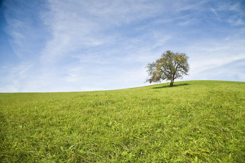 无人,横图,室外,白天,正面,旅游,度假,草地,草坪,美景,植物,一棵,阴影,光线,影子,景观,云,云朵,云彩,娱乐,草,树,树木,蓝色,绿色,白云,蓝天,天空,阳光,自然,天,享受,休闲,景色,放松,生长,晴朗,成长,自然风光,孤立,伶仃,晴空,彩图