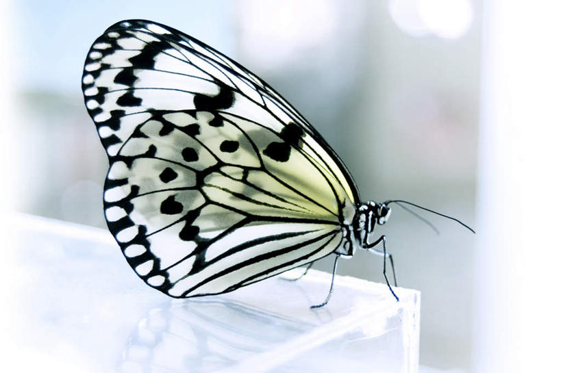 无人,横图,室内,特写,白天,正面,蝴蝶,阴影,朦胧,模糊,光线,翅膀,昆虫,影子,一只,阳光,动物,栖息,益虫,栖身,彩图,全身