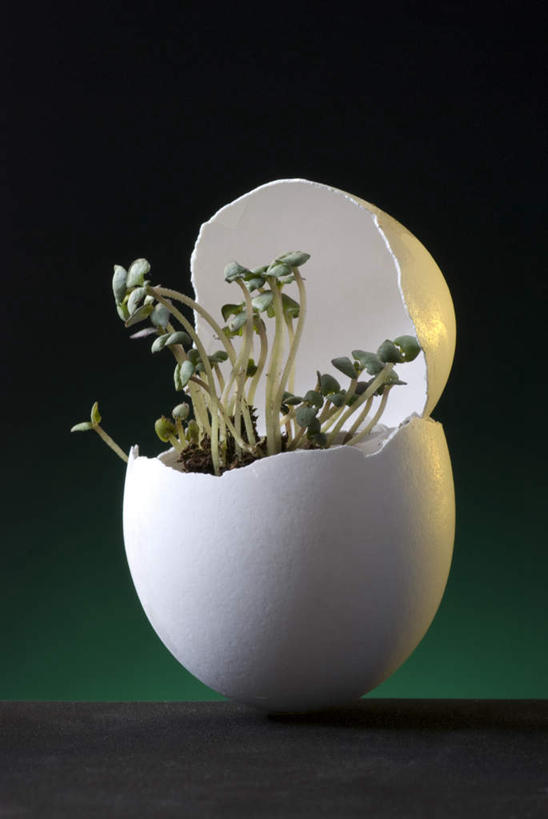 无人,竖图,室内,特写,白天,正面,植物,阴影,黑色背景,光线,盆栽,影子,灯光,蛋壳,盆景,绿色,自然,摄影,影棚,生长,成长,彩图,影棚拍摄,拍摄