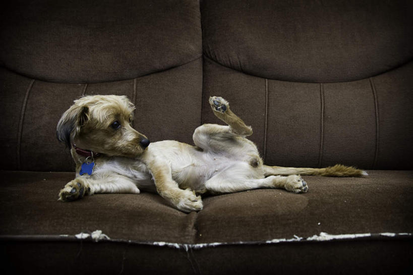 无人,躺,横图,室内,白天,侧面,沙发,宠物,狗,一条,阴影,装饰,反射,挂饰,影子,梗犬,注视,苏格兰梗,亚伯丁梗,动物,观察,看,可爱,观看,华丽,修饰,点缀,察看,关注,忠诚,衬托,美观,雅致,雅观,卧着,项圈,犬,躺着,卧,彩图,全身,皮沙发