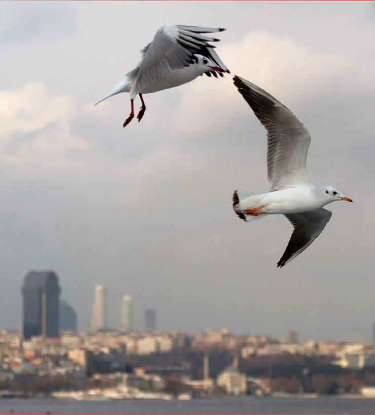 无人,高楼大厦,竖图,全景,室外,白天,仰视,度假,湖,湖泊,美景,水,天际线,城市风光,城市,大厦,建筑,摩天大楼,海鸟,海鸥,鸟,土耳其,亚洲,飞翔,伸展,张开,展翅,朦胧,模糊,飞行,翅膀,鸟类,湖面,景观,水流,水面,首都,翱翔,娱乐,飞,天空,楼宇,湖水,天,两只,享受,休闲,景色,放松,西亚,张开翅膀,伊斯坦布尔,展开翅膀,彩图,低角度拍摄,全身,大楼,高层建筑,高楼,摩天楼,土耳其共和国