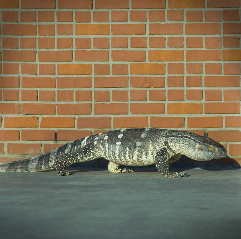 无人,走,方图,室外,白天,正面,野生动物,蜥蜴,一条,瓷砖,地砖,墙,地面,墙壁,墙面,动物,趴着,石龙子,泉龙,猪婆蛇,四脚蛇,蜴,巨蜥,眼斑巨蜥,步行,趴,散步,走路,半身,彩图