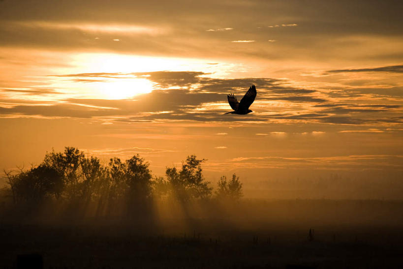无人,横图,室外,白天,侧面,旅游,度假,美景,日落,森林,树林,植物,鸟,野生动物,鹰,伸展,张开,展翅,阴影,飞行,光线,翅膀,鸟类,影子,景观,晚霞,霞光,落日,娱乐,树,树木,一只,绿色,阳光,自然,黄昏,动物,享受,休闲,景色,彩霞,放松,生长,成长,自然风光,凶猛,张开翅膀,鸢,夕照,展开翅膀,红尾鹰,残暴,凶残,夕阳,老鹰,彩图,全身,斜阳