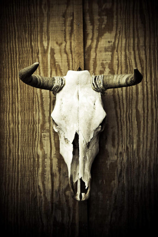 脸,头,脸颊,无人,农场,竖图,室外,特写,白天,正面,畜牧业,牧场,光晕,牛,吊挂,悬挂,一颗,挂,黄色,动物,家畜,牲畜,畜牧,牧业,头部,脸部,脸蛋,面部,半身,彩图