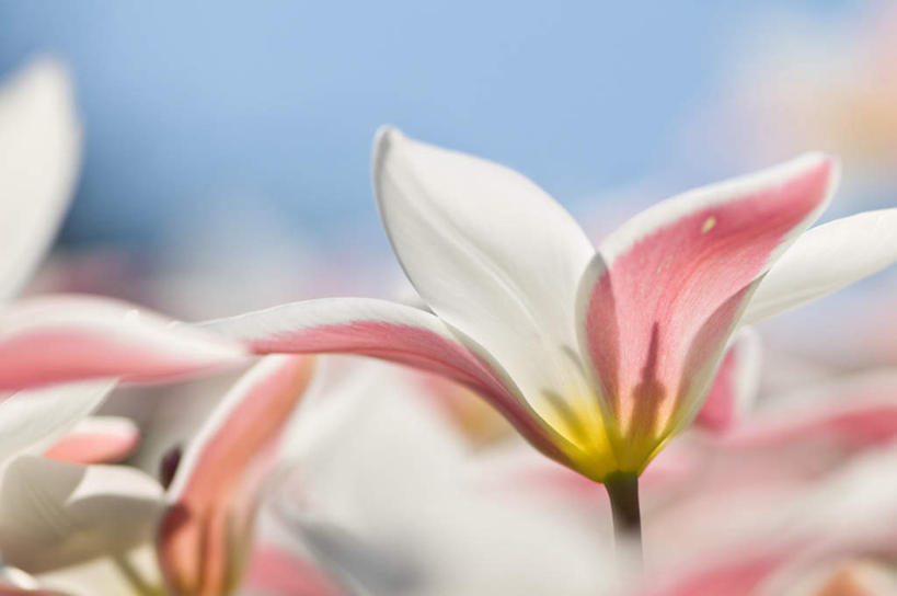 无人,横图,室外,特写,白天,正面,爱情,旅游,度假,美景,郁金香,阴影,朦胧,模糊,盛开,光线,影子,景观,云,云朵,祝福,花蕾,云彩,娱乐,花,花瓣,花朵,鲜花,蓝色,白云,蓝天,天空,阳光,自然,天,春季,春天,花苞,花蕊,享受,休闲,景色,放松,晴朗,生机,表白,生命,自然风光,荣誉,永恒,春日,晴空,郁香,洋荷花,草麝香,彩图