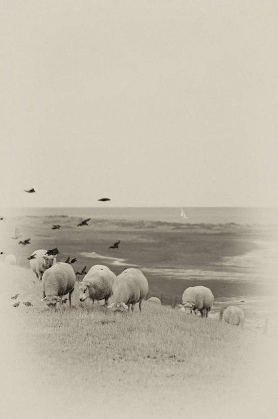 无人,站,吃,竖图,全景,室外,白天,正面,旅游,度假,草地,草坪,日落,沙滩,天际线,植物,羊,许多,波纹,沙子,海岸,晚霞,霞光,落日,涟漪,沙地,注视,娱乐,草,绿色,水纹,天空,黄昏,动物,波浪,天,低头,观察,看,站着,享受,休闲,家畜,彩霞,放松,牲畜,观看,察看,关注,水晕,夕照,海滩,夕阳,绵羊,嚼,食,站立,彩图,全身,斜阳