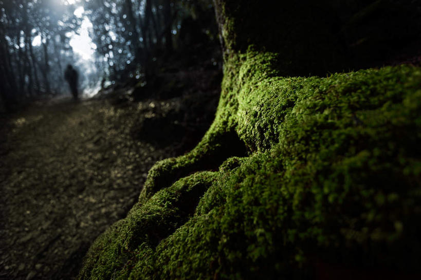 西方人,一个人,走,横图,室外,白天,锻炼,旅游,度假,运动,美景,森林,树林,植物,叶子,意大利,欧洲,欧洲人,仅一个男性,仅一个人,阴影,服装,枯萎,光线,影子,景观,青苔,枯叶,落叶,苔藓,注视,休闲装,娱乐,树,树木,仅一个年轻男性,背面,衣服,绿色,阳光,自然,观察,看,享受,休闲,休闲服,景色,放松,茂密,服饰,茂盛,生长,成长,观看,死亡,察看,关注,南欧,自然风光,意大利共和国,枯败,阿布鲁佐,阿布鲁佐大区,体育,男人,男性,年轻男性,白种人,叶,叶片,步行,散步,走路,彩图,全身,健身