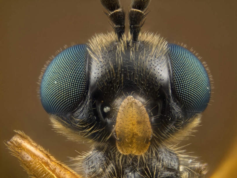 脸,头,眼睛,脸颊,无人,横图,室外,特写,白天,正面,苍蝇,瞳孔,阴影,朦胧,模糊,光线,细菌,昆虫,影子,一只,动物,触角,眼部,病菌,害虫,传染,四害,头部,脸部,脸蛋,面部,眼,半身,彩图