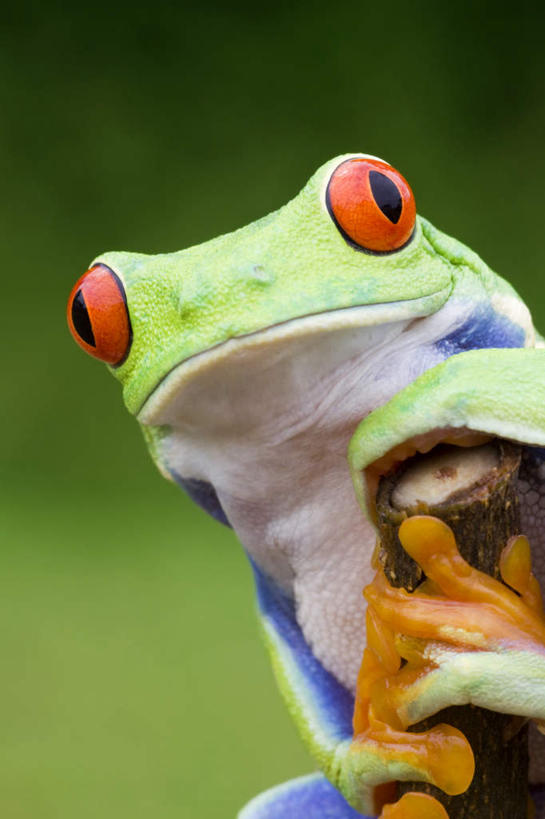 无人,站,抱,竖图,室外,特写,白天,正面,青蛙,野生动物,模糊,树蛙,树桩,注视,树,树干,一只,动物,观察,看,站着,木桩,可爱,活泼,抱着,观看,察看,搂着,关注,美国树蛙,含糊,恍惚,模胡,依稀,隐约,怀抱,搂,搂抱,相抱,拥抱,站立,半身,彩图