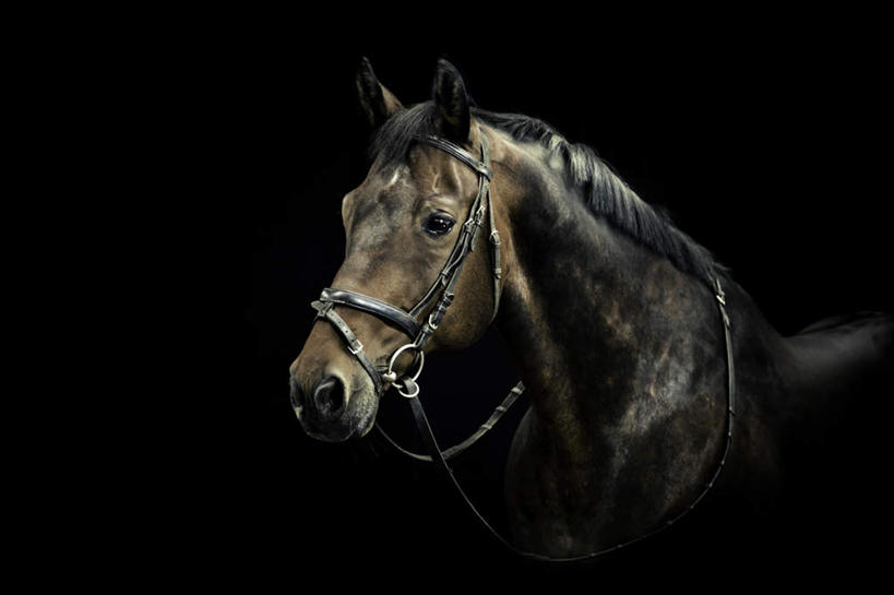 脸,头,脸颊,无人,站,横图,室内,特写,白天,正面,马,野生动物,黑色背景,注视,一匹,动物,绳子,观察,看,站着,运输,摄影,牲畜,影棚,观看,绳索,察看,缰绳,关注,头部,脸部,脸蛋,面部,站立,半身,彩图,影棚拍摄,拍摄