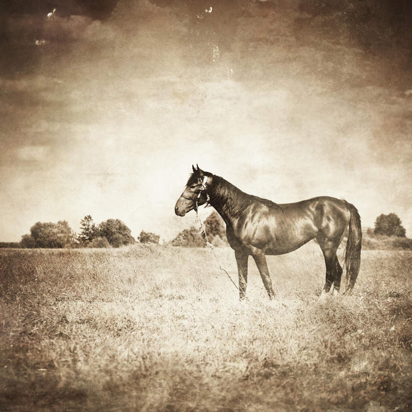 无人,农场,站,方图,插画,室内,白天,侧面,畜牧业,牧场,数码,科技,草地,草坪,植物,马,野生动物,阴影,光线,网络,影子,高光,几何,计算机图形,合成,图画,注视,一匹,画,草,树,树木,绿色,阳光,自然,动物,观察,看,站着,运输,牲畜,生长,成长,观看,电脑合成图,数码合成图,察看,关注,漫画,畜牧,写实,具体,具象,牧业,站立,彩图,全身