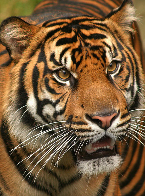 头,胡须,无人,站,竖图,室外,特写,白天,正面,旅游,度假,美景,哺乳动物,虎,野生动物,一头,花纹,朦胧,模糊,景观,注视,娱乐,自然,动物,观察,看,站着,张嘴,享受,休闲,景色,放松,观看,察看,关注,自然风光,斑纹,凶猛,张大嘴巴,虎纹,髯毛,残暴,凶残,头部,张开嘴,老虎,站立,半身,彩图