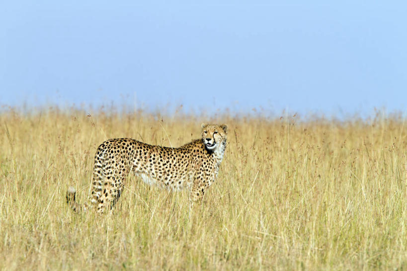 无人,公园,站,横图,室外,白天,侧面,美景,豹子,野生动物,非洲,肯尼亚,一头,擦,抚摸,阴影,光线,影子,景观,扭头,注视,蓝色,蓝天,天空,阳光,自然,动物,天,观察,看,站着,转头,景色,擦拭,擦洗,晴朗,观看,察看,国家公园,关注,自然风光,金钱豹,印度豹,凶猛,万里无云,阿非利加洲,文豹,肯尼亚共和国,马赛马拉国家公园,拂拭,揩擦,拭,残暴,凶残,晴空,晴空万里,猎豹,花豹,豹,站立,彩图,全身,马赛马拉,马赛马拉国家保护区,马赛马拉国家野生动物保护区,轻抚