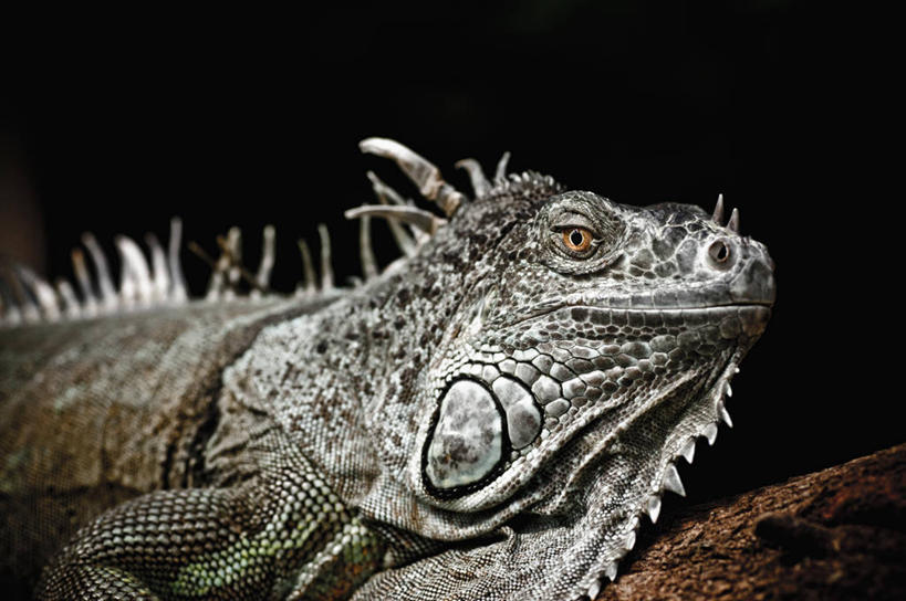 无人,横图,室内,特写,白天,正面,野生动物,蜥蜴,阴影,黑色背景,朦胧,模糊,反射,鬣蜥,影子,枝条,注视,停留,树枝,黑色,动物,观察,看,摄影,影棚,观看,停止,察看,关注,绿鬣蜥,石龙子,泉龙,猪婆蛇,四脚蛇,蜴,逗留,停顿,虬枝,枝杈,半身,彩图,影棚拍摄,拍摄