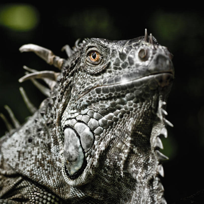 无人,方图,室内,特写,白天,正面,野生动物,蜥蜴,阴影,黑色背景,朦胧,模糊,反射,鬣蜥,影子,注视,停留,黑色,动物,观察,看,摄影,影棚,观看,停止,察看,关注,绿鬣蜥,石龙子,泉龙,猪婆蛇,四脚蛇,蜴,逗留,停顿,彩图,影棚拍摄,拍摄