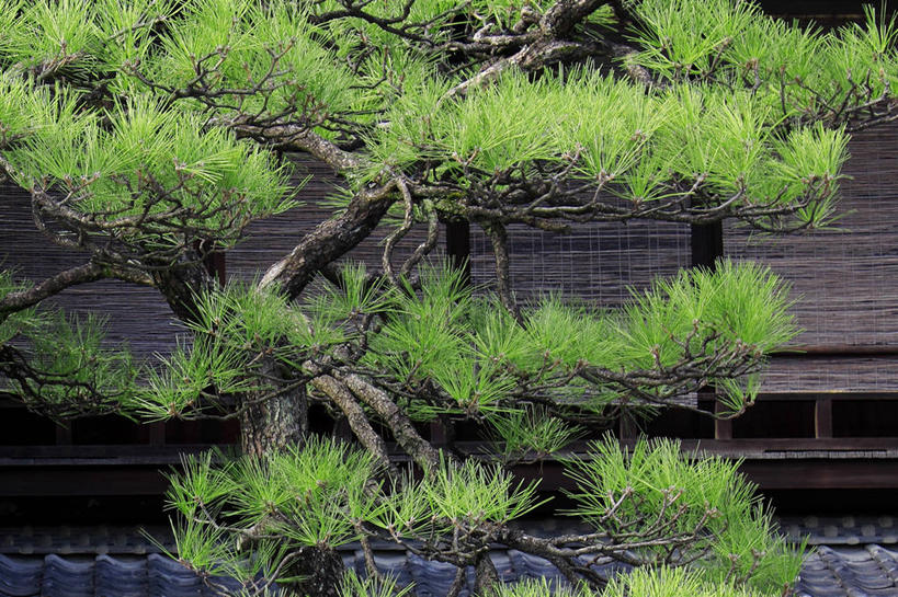 无人,栏杆,横图,室外,白天,正面,美景,植物,松树,阴影,光线,影子,屋顶,景观,围栏,枝条,顶棚,护栏,树,树木,树枝,绿色,阳光,自然,景色,生长,成长,自然风光,坚定,长寿,贞洁,虬枝,枝杈,彩图