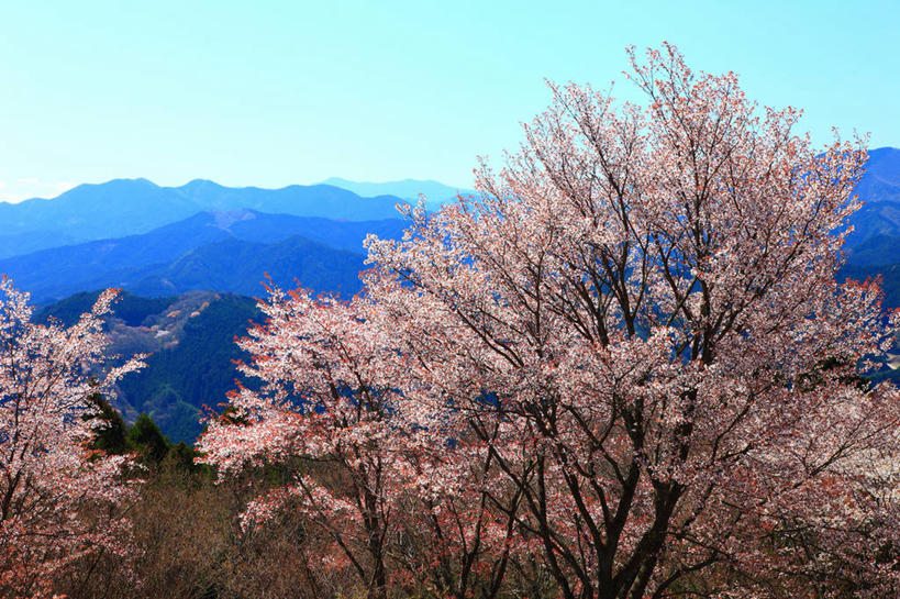 无人,横图,室外,白天,正面,旅游,度假,美景,山,山脉,树林,植物,奈良县,日本,亚洲,许多,阴影,盛开,光线,影子,景观,山峰,枝条,山峦,很多,花蕾,娱乐,花,花瓣,花朵,鲜花,树,树木,树枝,粉色,蓝色,绿色,蓝天,天空,阳光,自然,群山,天,花苞,花蕊,享受,休闲,景色,放松,生长,晴朗,成长,自然风光,东亚,本州,万里无云,本州岛,日本国,近畿地方,奈良,近畿,虬枝,枝杈,晴空,晴空万里,彩图,宇陀郡,曾尔村