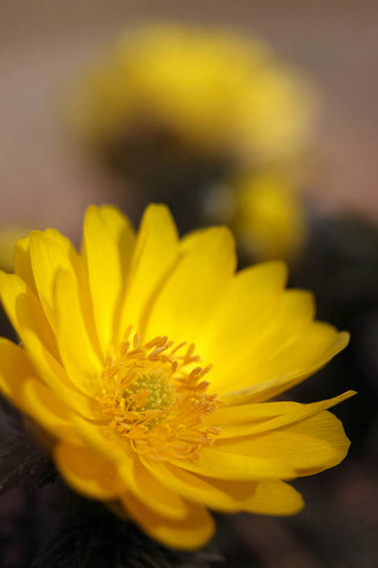 无人,竖图,室外,特写,白天,正面,幸福,美景,阴影,朦胧,模糊,盛开,光线,影子,景观,花蕾,花,花瓣,花朵,鲜花,一朵,黄色,阳光,自然,花苞,花蕊,景色,吉祥,自然风光,如意,冰里花,冰凉花,冰了花,冰凌花,冰溜花,侧金盏花,金盅花,彩图