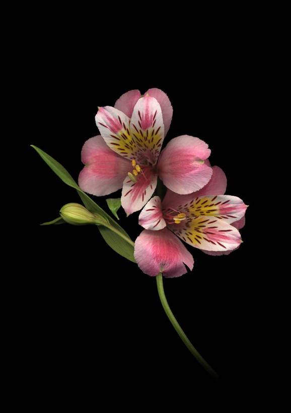 无人,竖图,室内,特写,白天,正面,六出花,阴影,黑色背景,盛开,反射,影子,花蕾,花,花瓣,花朵,鲜花,一朵,粉色,黑色,花苞,花蕊,摄影,影棚,水仙百合,秘鲁百合,彩图,影棚拍摄,拍摄