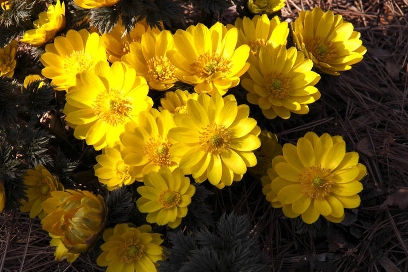 无人,横图,室外,特写,白天,正面,幸福,美景,许多,阴影,朦胧,模糊,盛开,光线,影子,景观,很多,花蕾,花,花瓣,花朵,鲜花,黄色,阳光,自然,花苞,花蕊,景色,吉祥,自然风光,如意,冰里花,冰凉花,冰了花,冰凌花,冰溜花,侧金盏花,金盅花,彩图