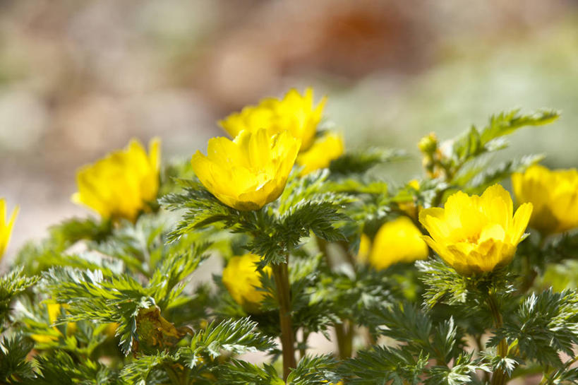 无人,横图,室外,特写,白天,正面,幸福,草地,草坪,花海,花圃,美景,植物,叶子,许多,阴影,朦胧,模糊,盛开,光线,影子,景观,很多,花蕾,草,花,花瓣,花朵,花卉,鲜花,黄色,绿色,阳光,自然,花丛,花束,花田,花苞,花蕊,景色,吉祥,自然风光,如意,冰里花,冰凉花,冰了花,冰凌花,冰溜花,侧金盏花,金盅花,彩图