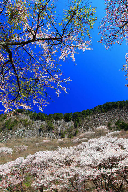 无人,竖图,室外,白天,正面,旅游,度假,花海,花圃,美景,森林,树林,植物,叶子,奈良县,日本,亚洲,许多,阴影,盛开,光线,影子,景观,很多,花蕾,娱乐,花,花瓣,花朵,花卉,鲜花,树,树木,粉色,蓝色,绿色,蓝天,天空,阳光,自然,花丛,花束,花田,天,花苞,花蕊,享受,休闲,景色,放松,生长,晴朗,成长,自然风光,东亚,本州,万里无云,本州岛,日本国,近畿地方,奈良,近畿,晴空,晴空万里,彩图,宇陀郡,曾尔村