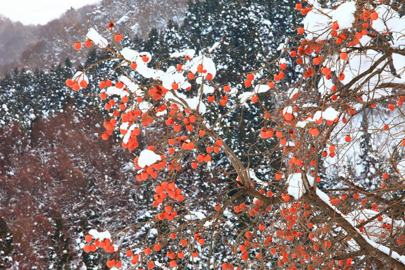 无人,横图,室外,白天,正面,旅游,度假,美景,雪,植物,大雪,浆果,柿子,水果,叶子,长野县,日本,亚洲,许多,阴影,新鲜,光线,影子,积雪,景观,雪景,冬季,冬天,生食,食品,果实,果树,枯叶,落叶,柿子树,很多,娱乐,树,树木,食物,黄色,绿色,阳光,自然,享受,休闲,橙色,景色,放松,寒冷,有机食品,绿色食品,生长,成长,自然风光,东亚,本州,本州岛,日本国,中部地方,长野,严寒,叶,叶片,彩图,饭山市