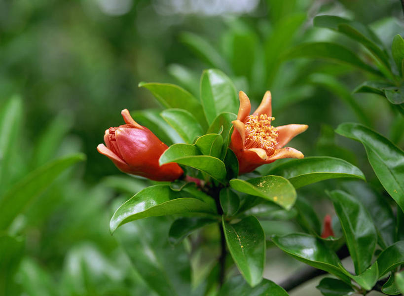 无人,横图,俯视,室外,特写,白天,美景,植物,阴影,朦胧,模糊,盛开,光线,影子,景观,枝条,花蕾,花,花瓣,花朵,鲜花,树,树木,树枝,绿色,阳光,自然,花苞,花蕊,景色,生长,成长,自然风光,失去,山力叶,石榴花,虬枝,枝杈,彩图,高角度拍摄