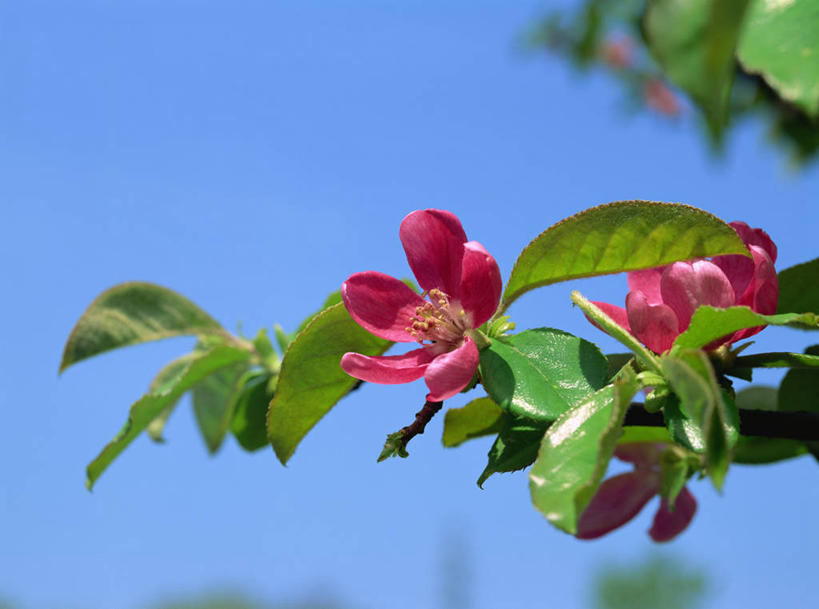 无人,横图,室外,特写,白天,仰视,美景,植物,叶子,阴影,朦胧,模糊,盛开,光线,影子,景观,绿叶,枝条,花蕾,花,花瓣,花朵,鲜花,树,树木,树枝,蓝色,绿色,蓝天,天空,阳光,自然,天,花苞,花蕊,嫩叶,景色,生长,晴朗,成长,自然风光,万里无云,贴梗海棠,诚实,平凡,木瓜海棠,木瓜花,虬枝,枝杈,叶,叶片,晴空,晴空万里,彩图,低角度拍摄