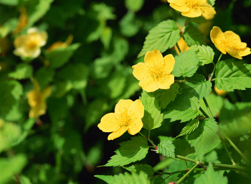 无人,横图,俯视,室外,特写,白天,花海,花圃,美景,植物,叶子,阴影,朦胧,模糊,盛开,光线,影子,景观,绿叶,花蕾,花,花瓣,花朵,花卉,鲜花,绿色,阳光,自然,花丛,花束,花田,花苞,花蕊,嫩叶,景色,高贵,自然风光,地藏王花,棣棠花,蜂棠花,黄度梅,麻叶棣棠,叶,叶片,彩图,高角度拍摄