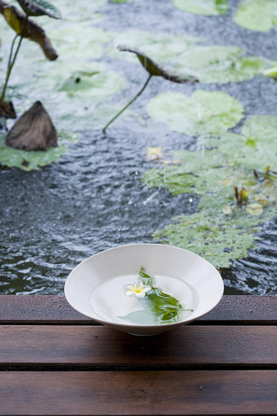 无人,竖图,俯视,室外,特写,白天,纯洁,水,莲花,叶子,阴影,波纹,朦胧,模糊,盛开,反射,液体,影子,陶瓷,池塘,水池,水滴,荷叶,陶瓷制品,涟漪,花蕾,花,花瓣,花朵,鲜花,水纹,容器,碗,波浪,花苞,花蕊,储藏,富贵,神圣,储存,纯净,水晕,莲叶,六月花神,正直,鞭蕖,鞭蓉,芙蕖,菡萏,荷花,六月春,藕花,水旦,水芙蓉,水华,水芸,溪客,叶,叶片,彩图,高角度拍摄,贮存