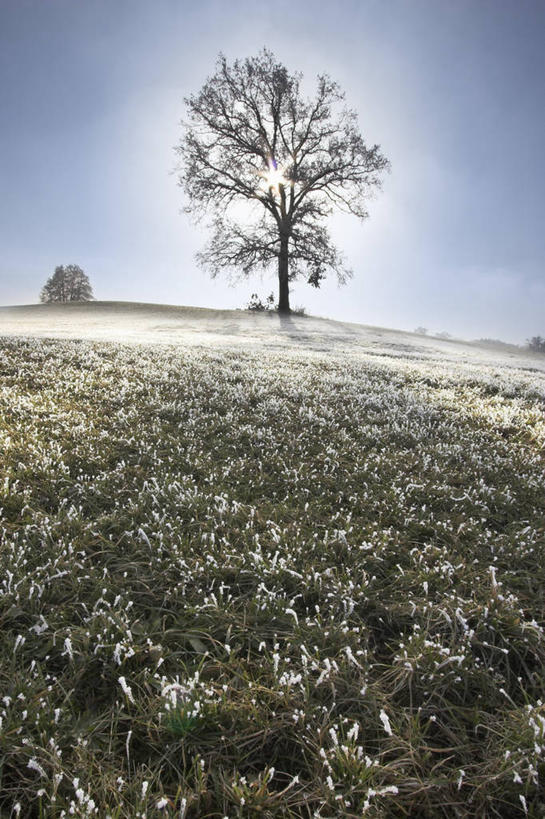 无人,竖图,室外,白天,正面,旅游,度假,草地,草坪,美景,植物,吊挂,悬挂,阴影,清澈,光线,影子,景观,挂,霜,娱乐,草,树,树木,蓝色,绿色,蓝天,天空,阳光,自然,天,享受,休闲,景色,放松,寒冷,生长,晴朗,成长,冰冷,自然风光,万里无云,严寒,冰凉,酷寒,凛冽,凛凛,极冷,清亮,晴空,晴空万里,彩图