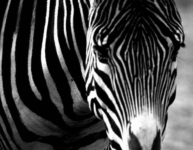 头,无人,站,横图,室外,特写,白天,正面,斑马,马,野生动物,纹路,纹理,注视,一只,白色,黑色,动物,观察,看,站着,可爱,活泼,观看,皮肤,察看,关注,肌理,头部,站立,半身,彩图