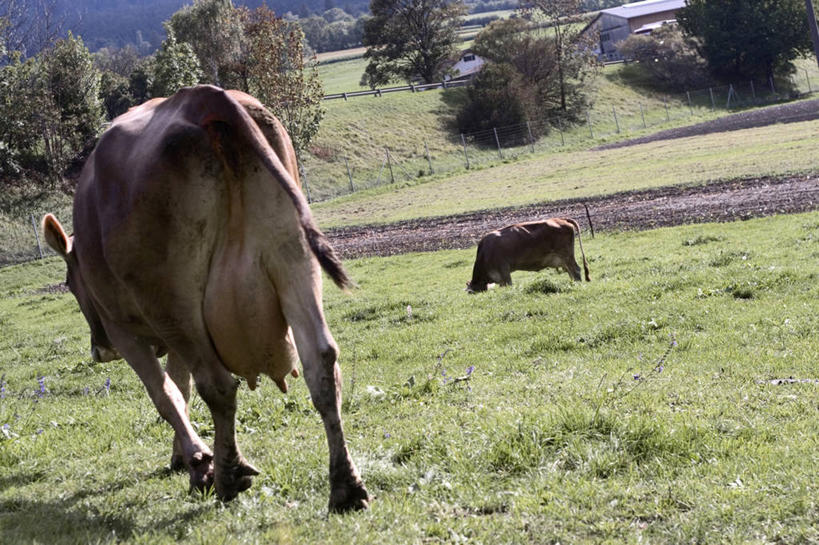 无人,农场,站,横图,室外,白天,旅游,度假,畜牧业,牧场,草地,草坪,美景,植物,牛,野生动物,阴影,光线,影子,景观,注视,娱乐,草,树,树木,背面,绿色,阳光,自然,动物,低头,观察,看,站着,两只,享受,休闲,景色,放松,生长,成长,观看,察看,关注,自然风光,美洲野牛,凶猛,畜牧,牧业,垂头,残暴,凶残,野牛,站立,彩图,全身