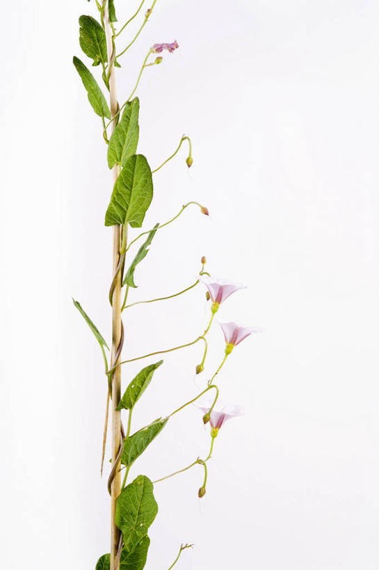 无人,竖图,室内,特写,白天,白色背景,正面,植物,喇叭花,叶子,盛开,纹理,绿叶,花蕾,花,花瓣,花朵,鲜花,绿色,花苞,花蕊,嫩叶,摄影,影棚,肌理,叶,叶片,叶脉,彩图,影棚拍摄,拍摄,打破碗花,打碗花,篱打碗,篱打碗花,篱天剑,旋花