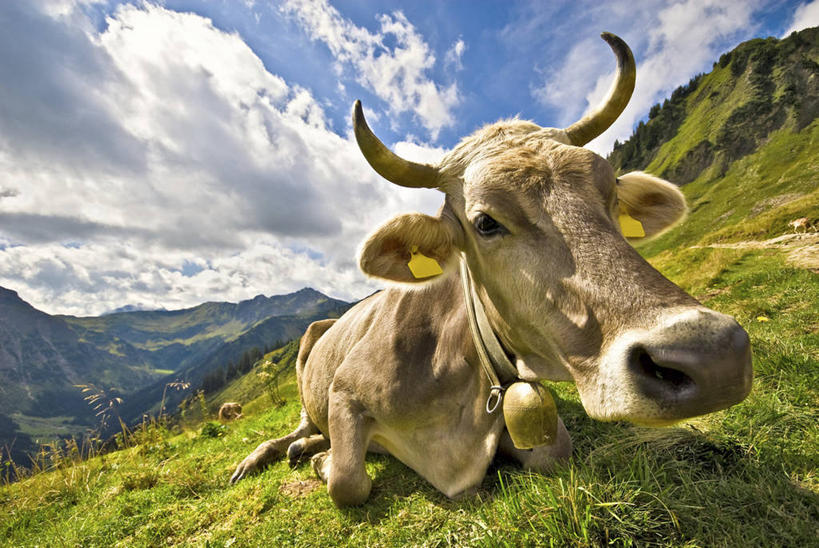 无人,横图,室外,白天,正面,草地,草坪,美景,山,山脉,植物,牛,野生动物,阴影,光线,影子,景观,山峰,云,云朵,山峦,云彩,注视,草,一只,蓝色,绿色,白云,蓝天,天空,阳光,自然,动物,群山,天,观察,看,趴着,景色,晴朗,观看,察看,关注,自然风光,美洲野牛,凶猛,美洲草原野牛,美洲犎牛,美洲平原野牛,残暴,凶残,晴空,野牛,趴,彩图,全身