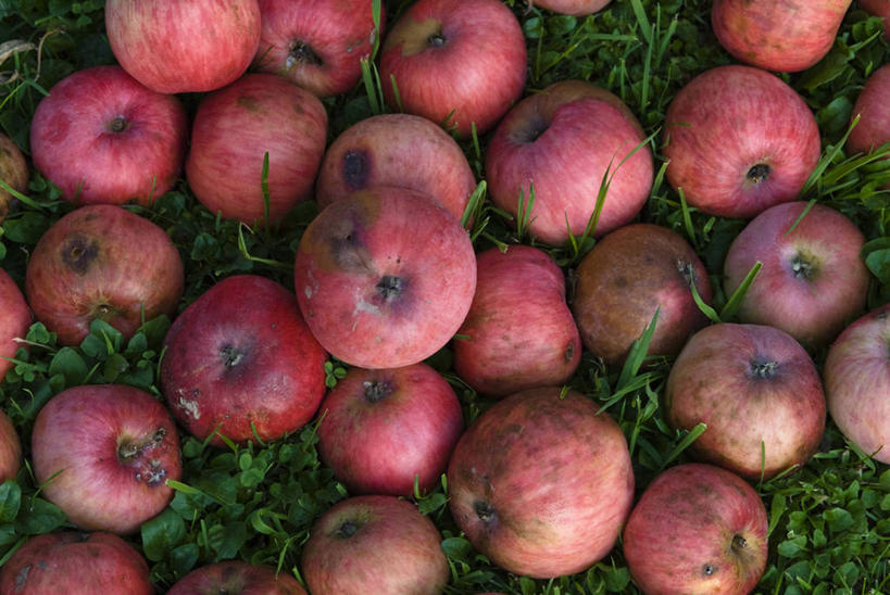 无人,横图,俯视,室外,特写,白天,草地,草坪,植物,苹果,水果,许多,阴影,新鲜,光线,影子,生食,食品,果实,很多,草,食物,绿色,阳光,有机食品,绿色食品,腐烂,腐败,腐臭,腐朽,彩图,高角度拍摄