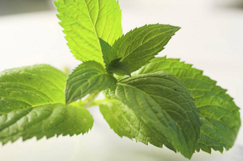 无人,横图,俯视,室内,特写,白天,白色背景,叶子,阴影,朦胧,模糊,反射,影子,薄荷,绿叶,银丹草,嫩叶,摄影,影棚,斑叶凤梨薄荷,夜息香,叶,叶片,彩图,高角度拍摄,影棚拍摄,拍摄