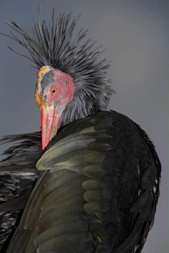 无人,竖图,室外,特写,白天,仰视,美景,鸟,野生动物,朦胧,模糊,鸟类,景观,云,云朵,云彩,注视,一只,蓝色,白云,蓝天,天空,自然,动物,天,观察,看,景色,晴朗,观看,察看,关注,自然风光,朱鹭,日本风头鹮,朱鹮,晴空,半身,彩图,低角度拍摄