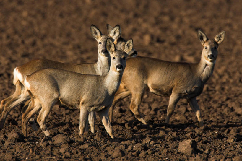 无人,走,横图,室外,白天,侧面,旅游,度假,草地,草原,草坪,美景,植物,哺乳动物,鹿,野生动物,三只,阴影,枯萎,朦胧,模糊,光线,影子,荒野,景观,旷野,热带,扭头,注视,娱乐,草,阳光,自然,动物,观察,看,转头,享受,休闲,景色,放松,可爱,活泼,观看,死亡,察看,关注,自然风光,原野,荒原,枯败,步行,散步,走路,彩图,全身