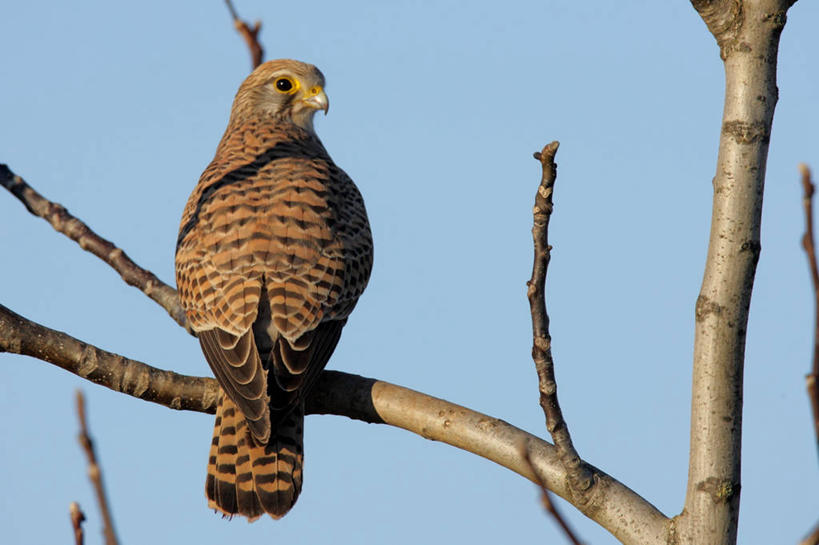无人,站,横图,室外,特写,白天,仰视,美景,植物,鸟,野生动物,阴影,花纹,光线,鸟类,影子,斑点,景观,褐色,枝条,扭头,注视,树,树木,树枝,一只,蓝色,绿色,蓝天,天空,阳光,自然,动物,天,观察,看,站着,转头,景色,生长,晴朗,成长,观看,察看,关注,自然风光,凶猛,猎鹰,万里无云,隼,虬枝,枝杈,猎隼,残暴,凶残,晴空,晴空万里,鸮,站立,彩图,低角度拍摄,全身