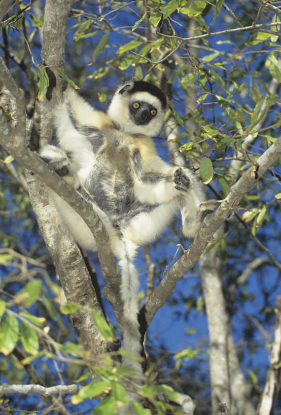 无人,坐,竖图,室外,特写,白天,仰视,美景,植物,哺乳动物,猴,野生动物,猴子,非洲,马达加斯加,握,阴影,光线,影子,景观,扭头,注视,树,树木,一只,蓝色,绿色,蓝天,天空,阳光,自然,动物,天,低头,扶,观察,看,转头,景色,可爱,握着,活泼,生长,晴朗,成长,观看,察看,扶着,关注,自然风光,万里无云,阿非利加洲,马达加斯加共和国,晴空,晴空万里,坐着,彩图,低角度拍摄,全身,原猴