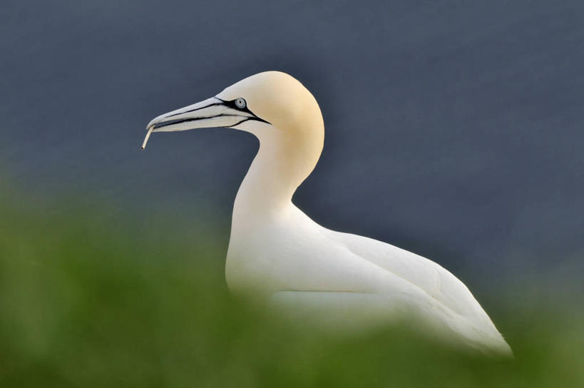 无人,横图,室外,白天,侧面,草地,草坪,河流,美景,水,植物,海鸟,鸟,阴影,朦胧,模糊,光线,鸟类,影子,河水,景观,水流,停留,草,一只,绿色,白色,阳光,自然,景色,停止,自然风光,逗留,停顿,鲣鸟,结巴鸟,北方鲣鸟,憨鲣鸟,半身,彩图