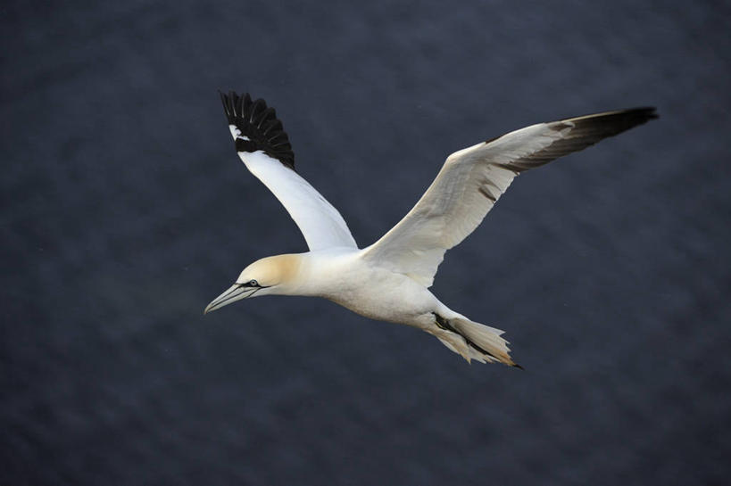 无人,横图,室外,白天,侧面,河流,美景,水,海鸟,鸟,飞翔,伸展,张开,展翅,阴影,朦胧,模糊,飞行,光线,翅膀,鸟类,影子,河水,景观,水流,翱翔,飞,一只,白色,阳光,自然,景色,自然风光,张开翅膀,展开翅膀,鲣鸟,结巴鸟,北方鲣鸟,憨鲣鸟,彩图,全身