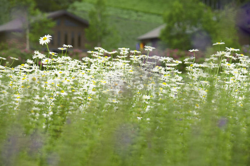 无人,家,木屋,横图,室外,白天,正面,旅游,度假,花海,花圃,美景,植物,叶子,北海道,日本,亚洲,朦胧,模糊,盛开,景观,花蕾,娱乐,住宅,花,花瓣,花朵,花卉,鲜花,绿色,自然,花丛,花束,花田,花苞,花蕊,享受,休闲,景色,放松,自然风光,东亚,日本国,北海道地方,北海道岛,富良野,道北,富良野市,彩图,茅舍,茅屋,棚屋,小木屋,小屋,上川支厅