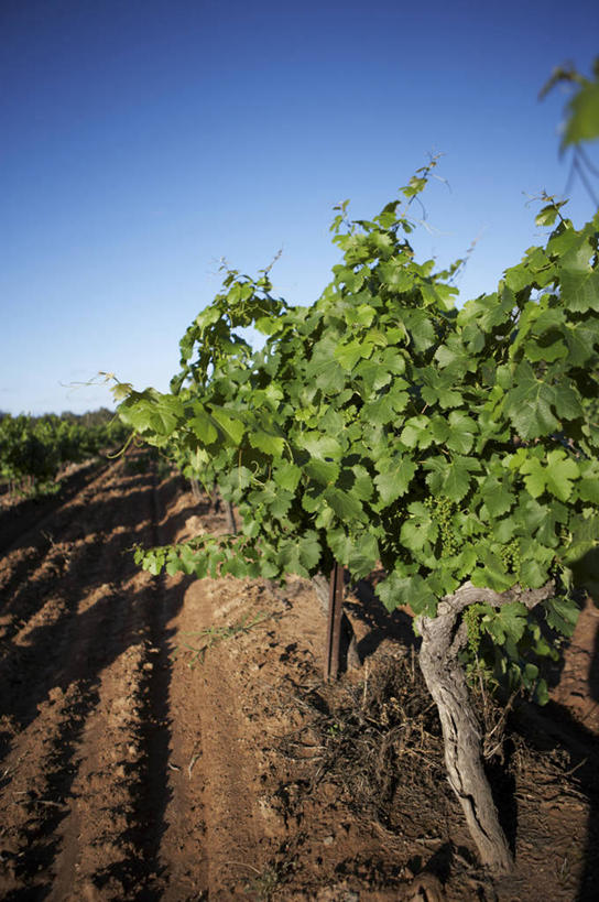 无人,果园,竖图,室外,白天,正面,旅游,度假,美景,田园,植物,澳大利亚,阴影,光线,影子,景观,娱乐,葡萄园,架子,树,树木,蓝色,绿色,蓝天,天空,阳光,自然,庄园,天,享受,休闲,景色,放松,生长,晴朗,成长,支撑,固定,自然风光,大洋洲,澳洲,葡萄架,万里无云,南方大陆,澳大利亚联邦,新南威尔士,新南威尔士州,晴空,晴空万里,彩图,亨特谷,猎人谷