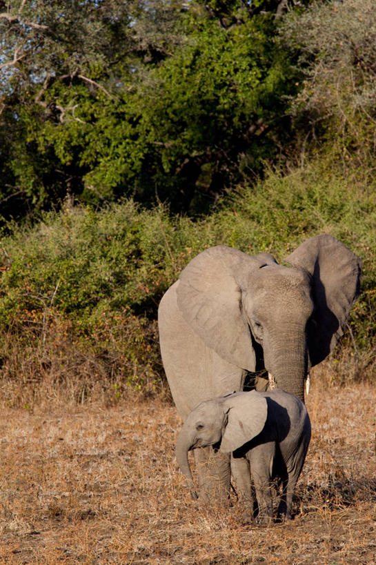 无人,家庭,公园,走,竖图,室外,白天,正面,旅游,度假,美景,植物,哺乳动物,大象,野生动物,非洲,赞比亚,阴影,枯萎,光线,影子,景观,枯草,非洲象,注视,娱乐,草,树,树木,黄色,绿色,阳光,自然,动物,观察,看,两只,享受,休闲,温暖,温馨,一家人,景色,放松,生长,成长,观看,和睦,察看,国家公园,关注,自然风光,赞比亚共和国,象,步行,散步,走路,彩图,全身,南卢安瓜国家公园,融洽