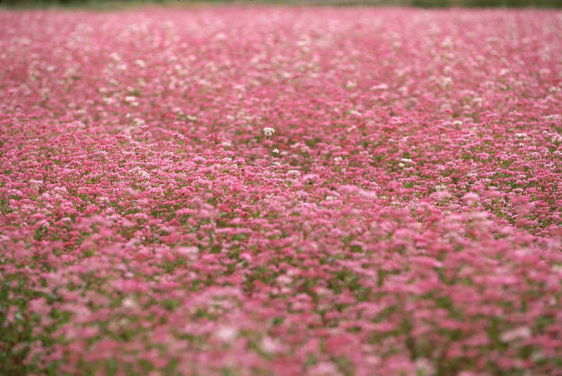 无人,横图,室外,白天,正面,花海,花圃,美景,植物,叶子,阴影,朦胧,模糊,盛开,光线,影子,景观,荞麦,花蕾,花,花瓣,花朵,花卉,鲜花,粉色,绿色,阳光,自然,花丛,花束,花田,花苞,花蕊,景色,自然风光,彩图